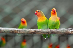 Pros and Cons of Feeding Pelleted Diet to Parrots