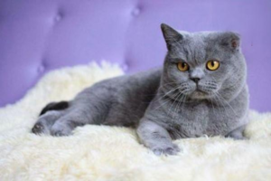 Symptoms and Treatment of Cat Pneumonia