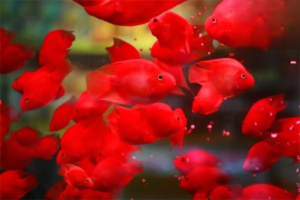 How to Handle a Bully Blood Parrot Cichlid in the Tank?