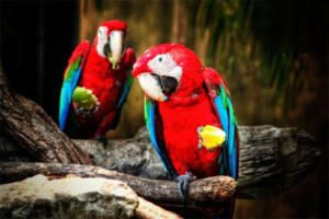 What to Do When Your Parrot Smells Strong in Summer?