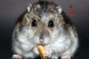 How Does a Syrian Hamster Show It Dislikes Its Owner?