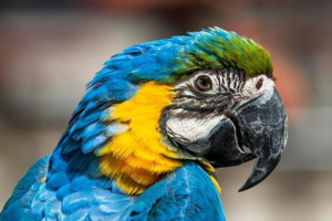 How to Bathe Your Parrot