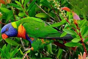 What to Do When Your Pet Lovebird Won’t Breed