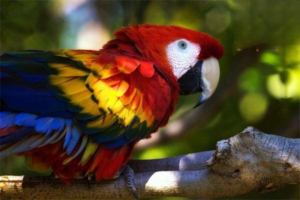 What Are the Advantages of the Sun Conure?