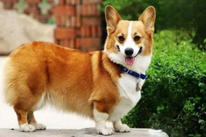 Causes and Treatment of Dog Food Bloat