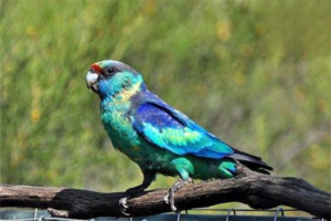 Summer Care Tips for Parrots