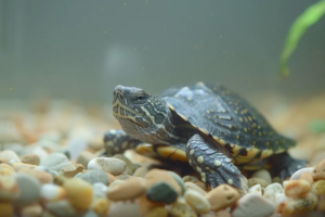 Why Is My Turtle Not Eating? Possible Causes