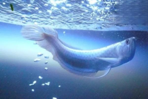 Why Is My Silver Arowana’s Mouth Rotting, and How to Treat It