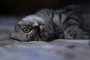 Can You Deworm and Vaccinate a Cat at the Same Time?