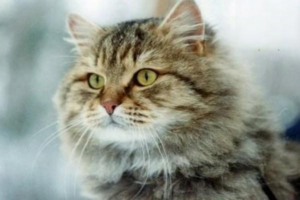 Why Is My Cat Ignoring Me, and What to Do