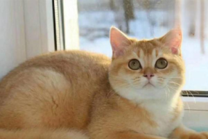 Why Is My Cat’s Mouth Ulcerated, and How to Treat It