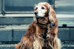 Why do dogs eat grass?