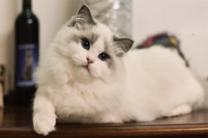 Why Does Your Cat Have One Eye Smaller Than the Other?