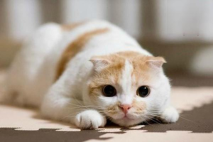 Why Does My Cat Keep Rolling on the Floor?