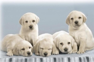 What Are the Symptoms of Pancreatitis in Dogs?