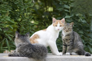 Is a Cat’s Repeated Sneezing a Sign of a Cold?