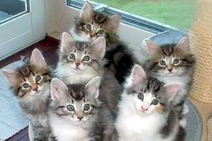 Why Won’t Your Cat Sleep in Its Bed?