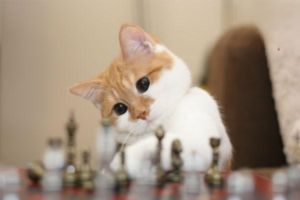 Why Does Your Cat Leak Urine?