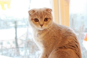 Why Does a Cat Tear Up While Eating?