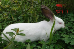 Do Rabbits Get Fleas?