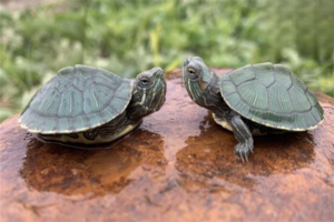 Essential Turtle Care Tips for Beginners