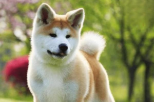 What to Do When Your Dog Suddenly Turns Aggressive