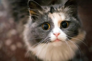 Key Principles of Cat Training