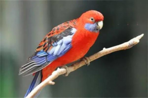 How to Tell If a Parrot Has Trichomoniasis