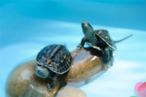 What Does Healthy Turtle Poop Look Like?