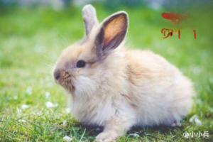 Symptoms and Prevention of Rhinitis in Rabbits