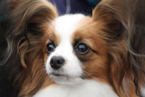 How to Help Your Dog Lose Weight