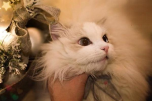 Why Is My Cat So Thin, and How to Fatten It Up