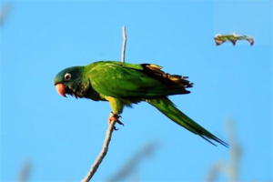 What to Feed a Parrot and How to Care for One