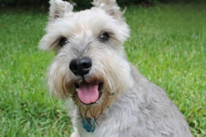 Importance of Daily Pet Care and Essential Tools