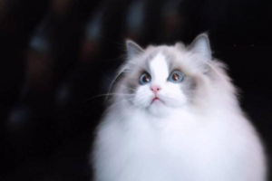 What Medicine for a Cat with Tapeworms?