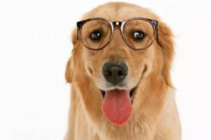 Dog Anemia: Causes and Treatment