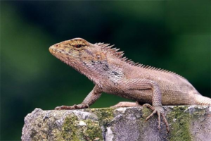 Foods Lizards Shouldn’t Eat Too Much Of