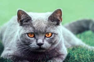 Cat Empty-Chewing: Causes and What to Do