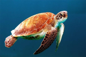 The Turtle Egg-Laying Process