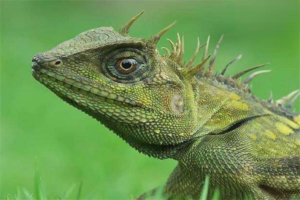 Why Won’t My Bearded Dragon Eat?