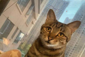 What to Do When You’ve Upset Your Cat
