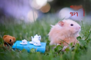 Do Hamsters Carry Rabies?