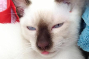 Pale Nose and Sleepiness in Cats? Likely Anemia