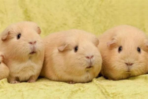 Causes of Blood in Guinea Pig Urine