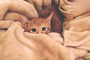 Signs Your Cat Feels Wronged