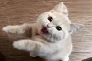 Why Does My Pregnant Cat Keep Meowing Constantly?
