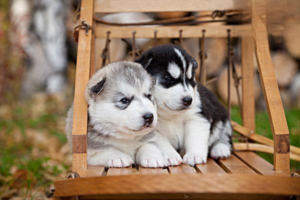 Why Does a Dog Leave Home to Die Alone?