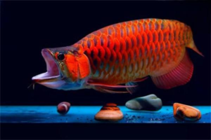 What Causes Arowana Cloudy Eye, and How Is It Treated?