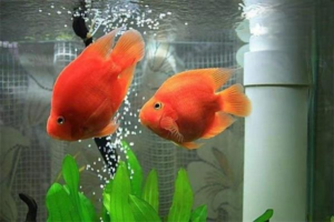 Why Is My Blood Parrot Cichlid Turning White?