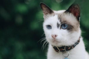 How to Clean Your Cat’s Ears, and How Often?
